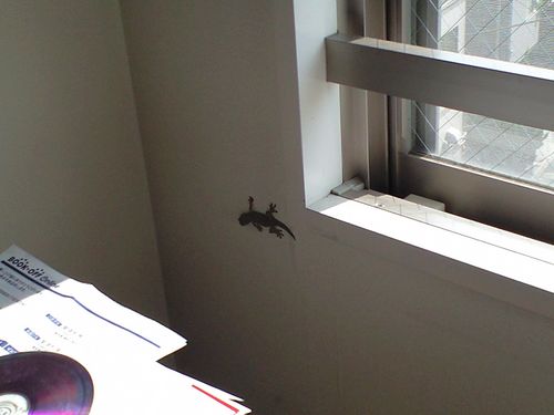 gecko　in my room!