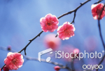 Plum blossoms