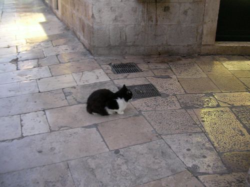 Cats in Dubrovnik