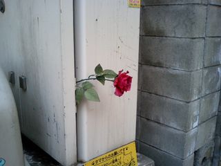 Rose from the wall