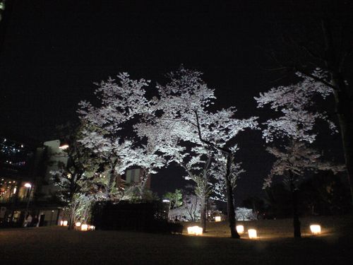 Sakura at night