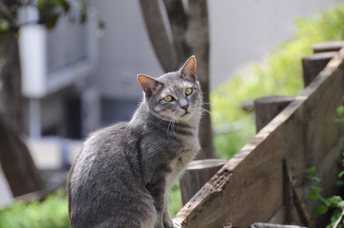 akasaka cat