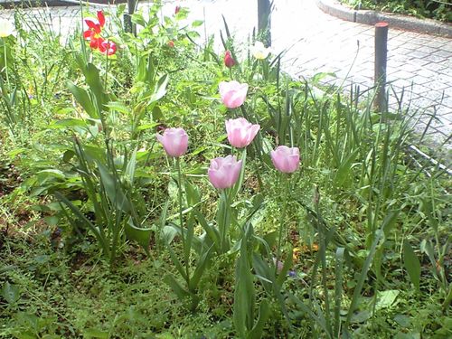 Tulips