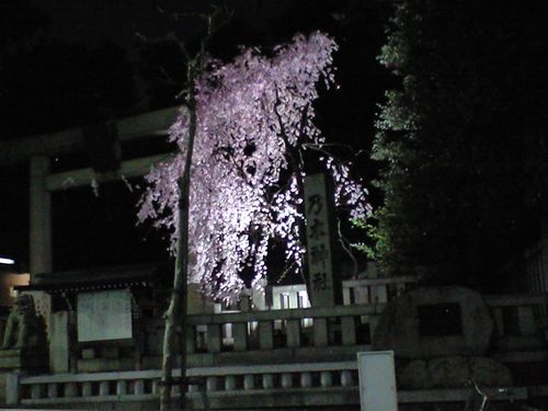 Sakura at night