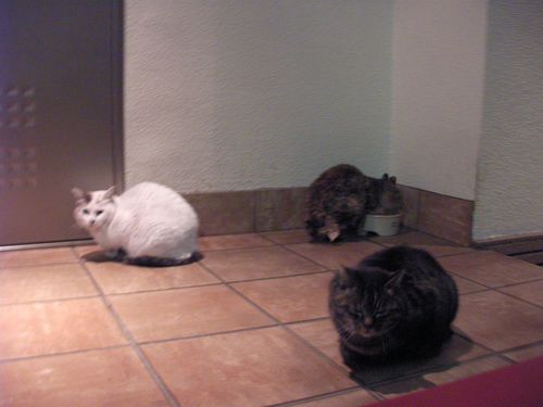 cats in front of a portal