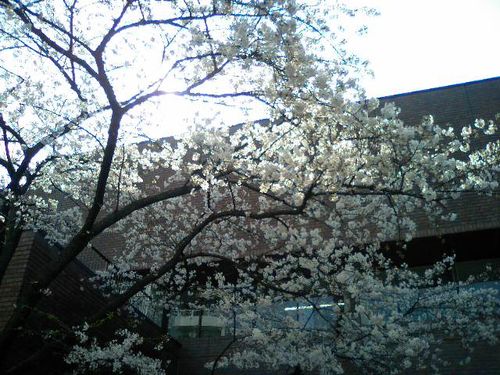 Cherry blossom