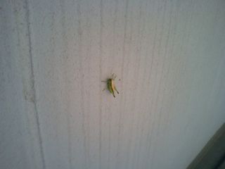 Grasshopper