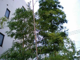 Oasis in the concrete jungle